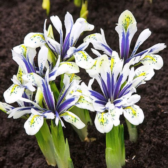 Цибулини ірису reticulata Eye Catcher