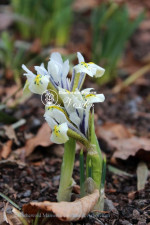 Луковицы ириса reticulata Eye Catcher