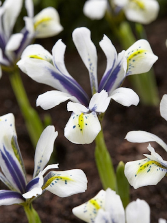 Цибулини ірису reticulata Eye Catcher