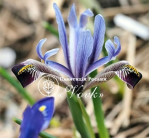 Луковицы ириса reticulata Eye Catcher