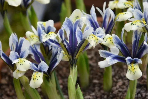 Цибулини ірису reticulata Eye Catcher