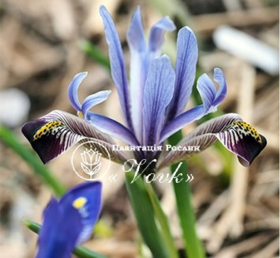 Луковицы ириса reticulata Eye Catcher