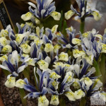 Цибулини ірису reticulata Eye Catcher