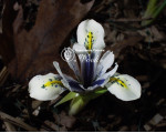 Луковицы ириса reticulata Eye Catcher