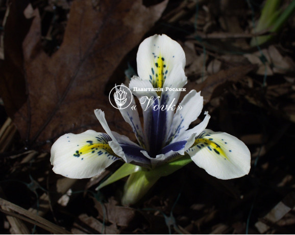 Луковицы ириса reticulata Eye Catcher