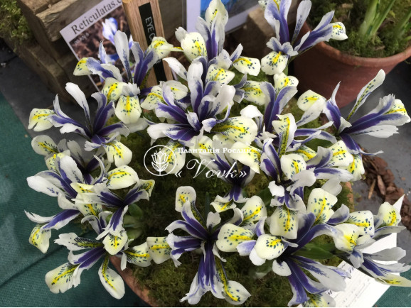 Луковицы ириса reticulata Eye Catcher