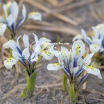 Луковицы ириса reticulata Eye Catcher