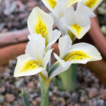Цибулини ірису reticulata North Star