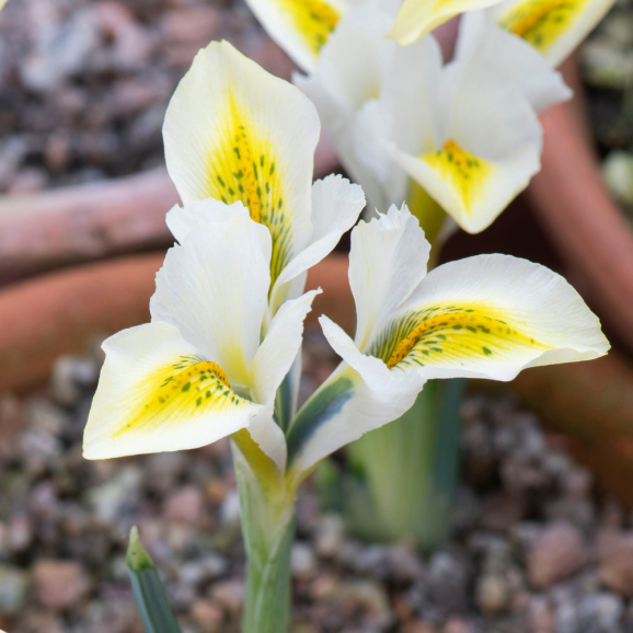 Цибулини ірису reticulata North Star
