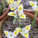 Цибулини ірису reticulata North Star