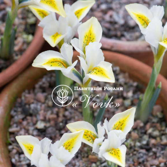 Цибулини ірису reticulata North Star