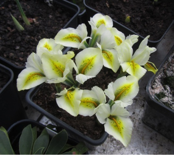 Цибулини ірису reticulata North Star