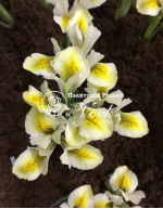 Цибулини ірису reticulata North Star