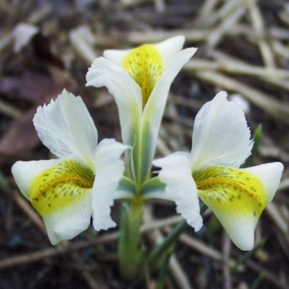 Цибулини ірису reticulata North Star