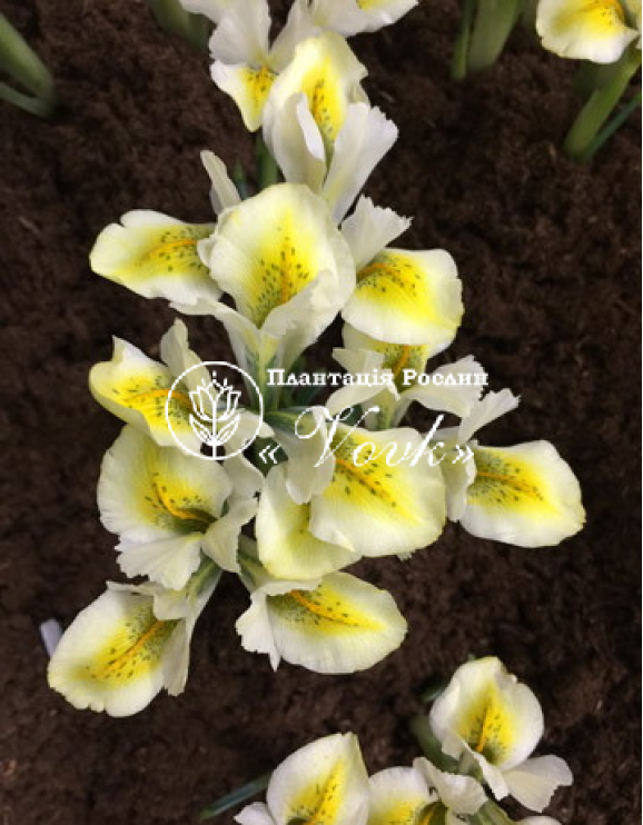 Цибулини ірису reticulata North Star