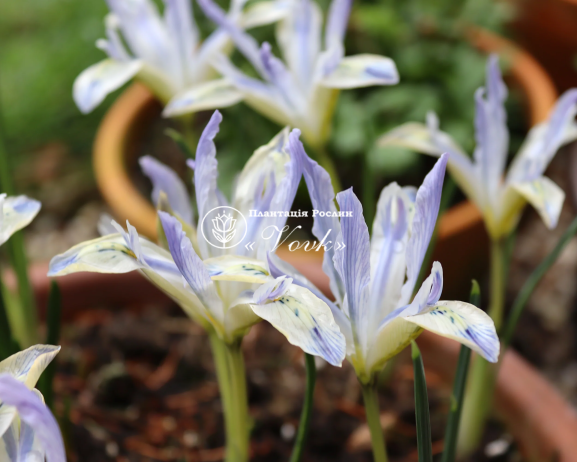 Цибулини ірису reticulata Painted Lady