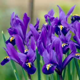 Цибулини ірису reticulata Pixie