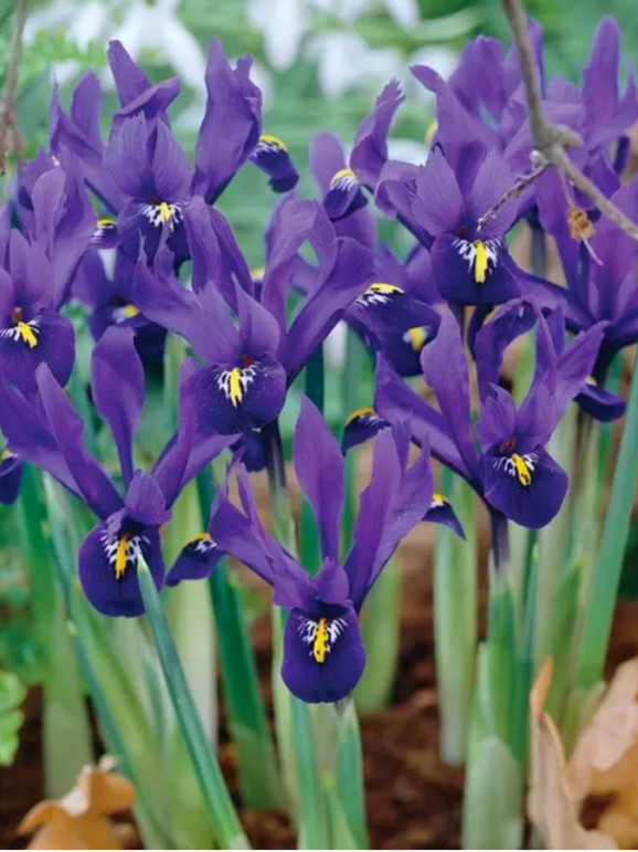 Цибулини ірису reticulata Pixie