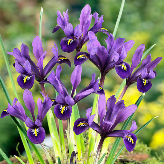 Цибулини ірису reticulata Pixie