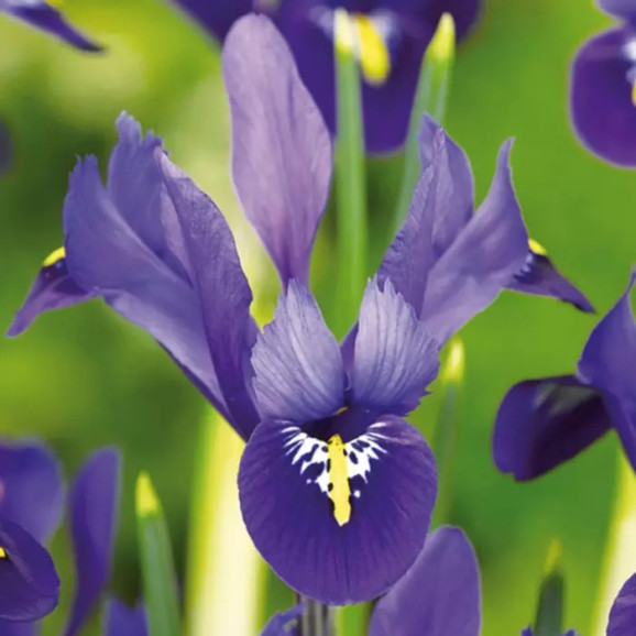 Цибулини ірису reticulata Pixie