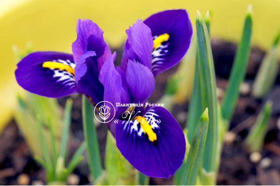 Цибулини ірису reticulata Pixie