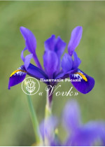 Цибулини ірису reticulata Pixie
