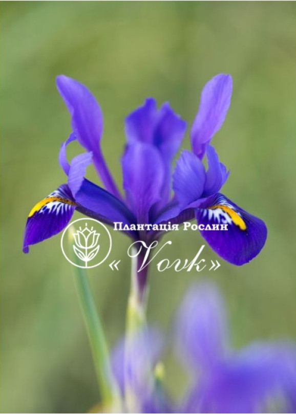 Цибулини ірису reticulata Pixie