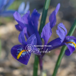 Цибулини ірису reticulata Pixie