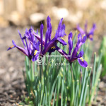 Цибулини ірису reticulata Pixie