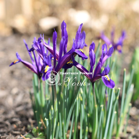 Цибулини ірису reticulata Pixie
