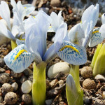 Цибулини ірису reticulata Polar Ice