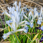 Цибулини ірису reticulata Polar Ice