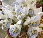 Цибулини ірису reticulata Polar Ice