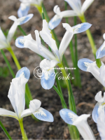 Цибулини ірису reticulata Polar Ice