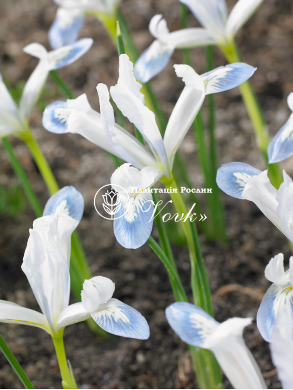 Цибулини ірису reticulata Polar Ice