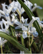 Цибулини ірису reticulata Polar Ice