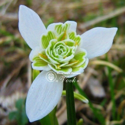 Цибулини підсніжника Flore Pleno