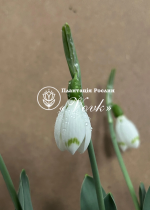 Цибулини підсніжника elwesii Snow Fox