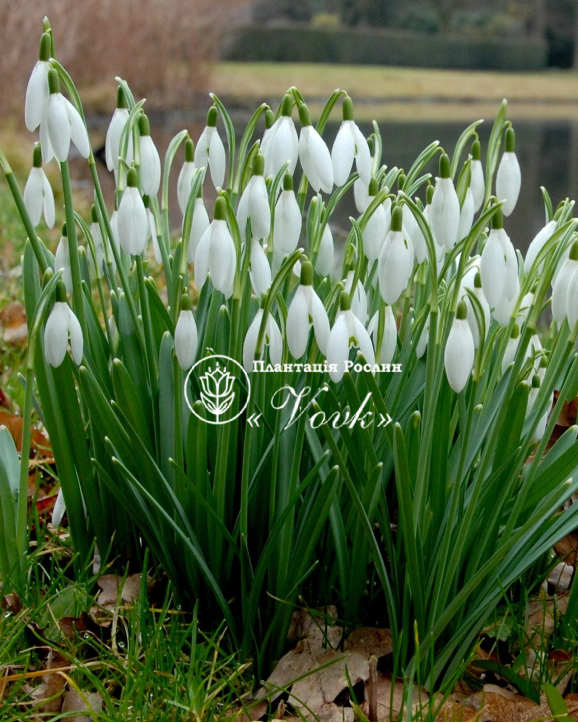 Цибулини підсніжника Nivalis