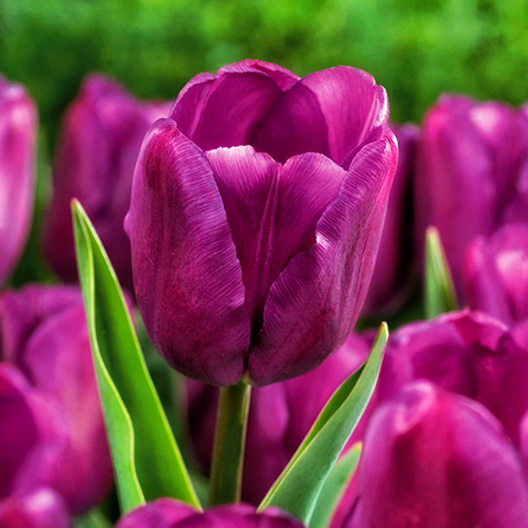 Цибулини тюльпану Purple Flag