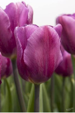 Цибулини тюльпану Purple Flag