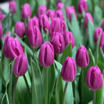 Цибулини тюльпану Purple Flag