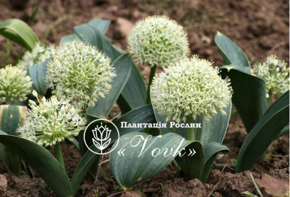 Цибулини алліуму Ivory Queen