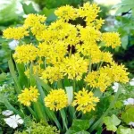 Цибулини алліуму Moly