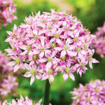 Цибулини алліуму Pink Jewel