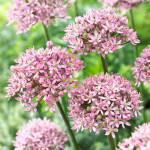 Цибулини алліуму Pink Jewel