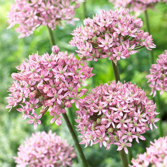 Цибулини алліуму Pink Jewel