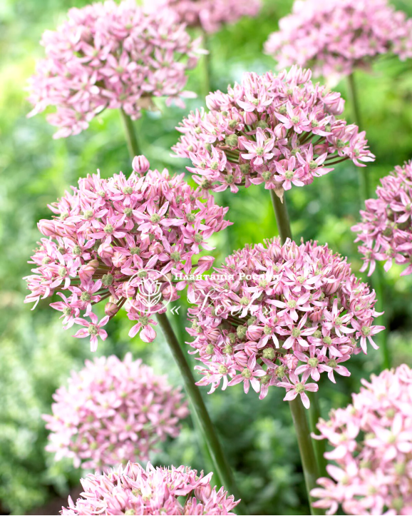 Цибулини алліуму Pink Jewel