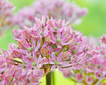 Цибулини алліуму Pink Jewel