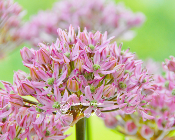 Цибулини алліуму Pink Jewel